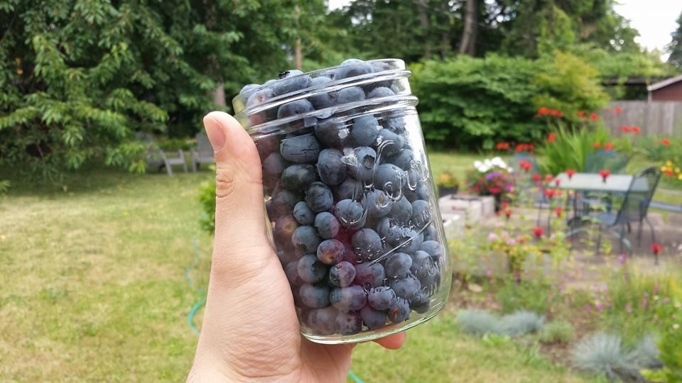 A jar of blueberries