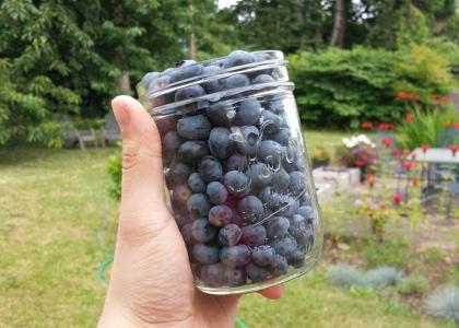 A jar of blueberries